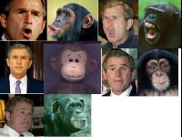 bush and monkey.jpg